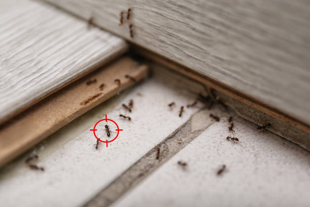 Best Wasp Removal Services  in Roscoe, TX