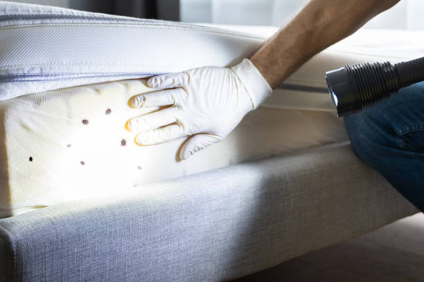 Best Bed Bug Extermination  in Roscoe, TX