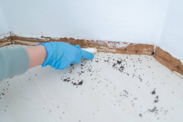 Best Termite Control Services  in Roscoe, TX