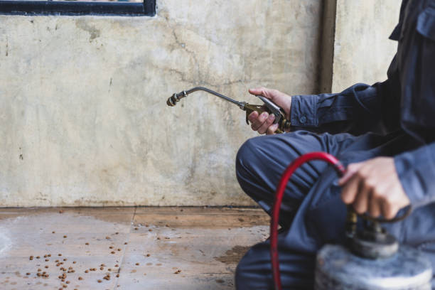 Best Rat Extermination Near Me  in Roscoe, TX